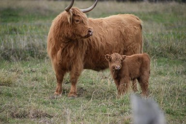 Auctionsplus scottish breed Mildred highland cattle 15.12.22