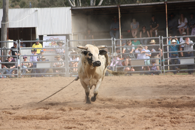 Auctionsplus sniper 15.12.22