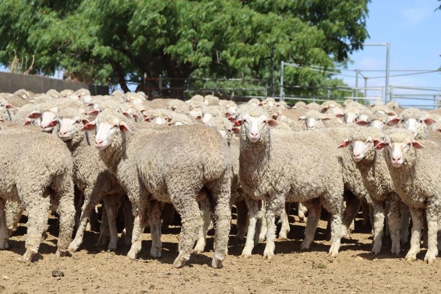 Auctionsplus southern regions sheep and lamb
