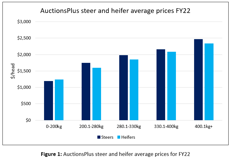 Auctionsplus steer and heifer Commercial Cattle prices 21.7.22