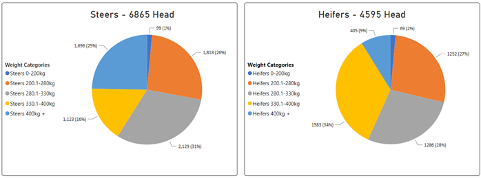 Auctionsplus Cattle Comments steers vs heifers 4.11.22