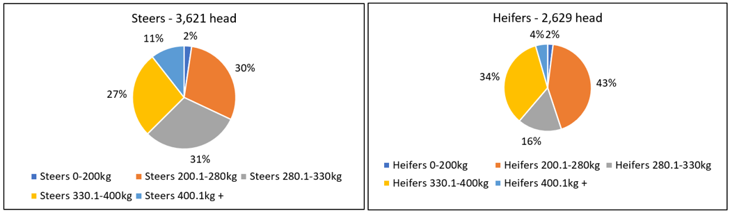 Auctionsplus steers vs heifer 29.7.22