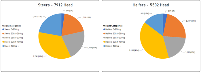 Auctionsplus steers vs heifers 2.12.22