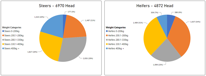 Auctionsplus steers vs heifers 9.12.22