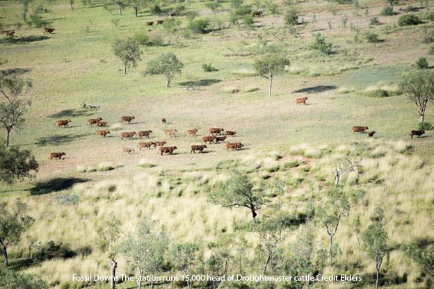 Auctionsplus the box 10.5.22 Fossil Downs The station runs 15,000 head of Droughtmaster cattle Credit Elders