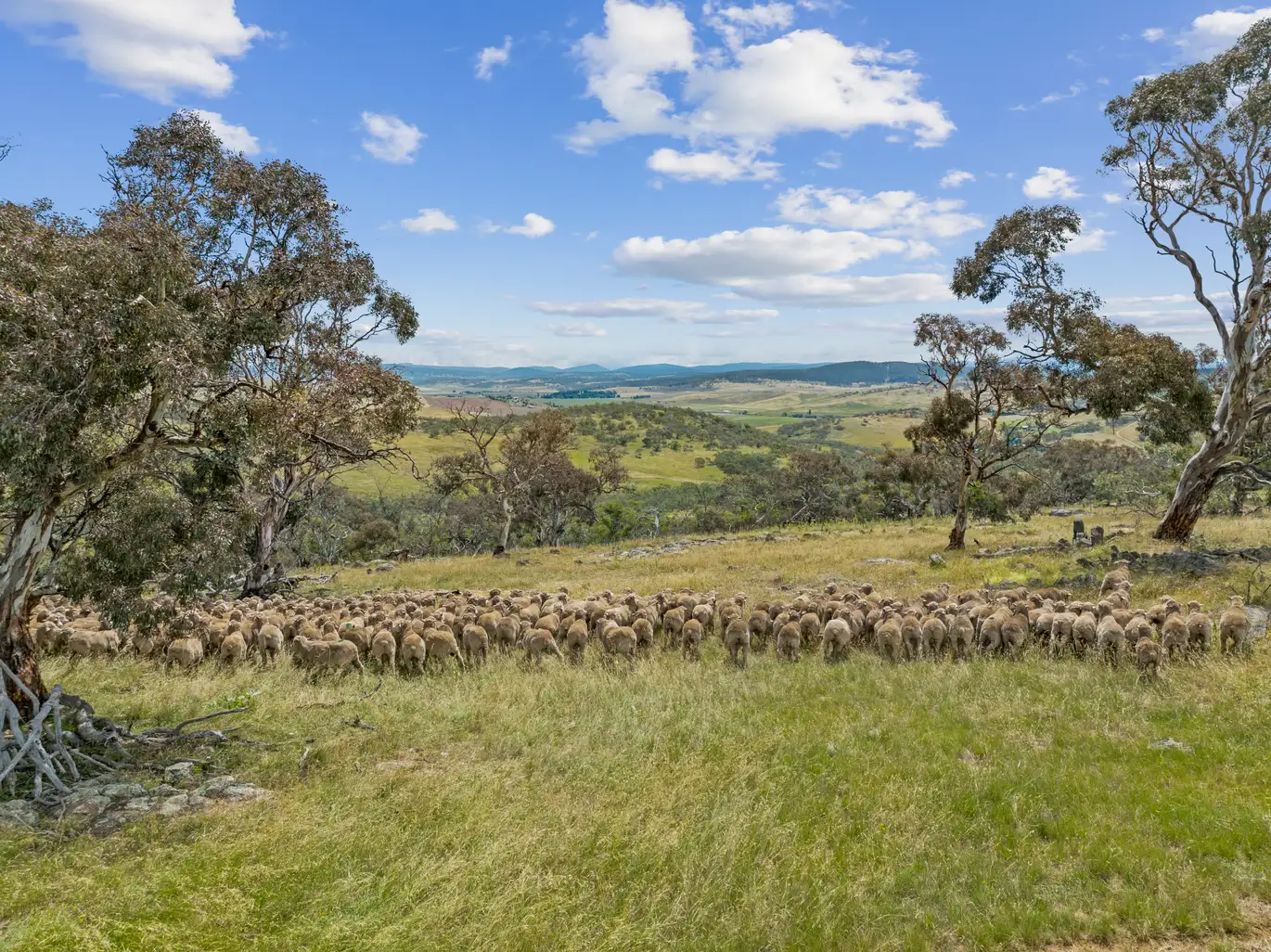 Auctionsplus the box 16.5.22 $5 million for a fishermans paradise in the high country Adaminaby in the Snowy Mountains pic 3