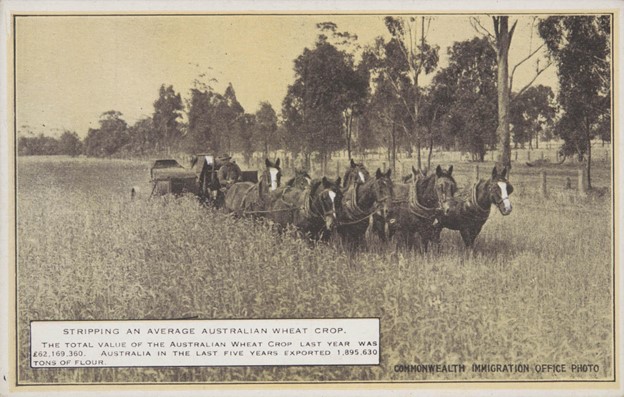 Auctionsplus the box 20.5.22 Where there’s a will there’s a way to wheat Wheat being stripped in the late 1800s.  Credit National Library of Australia