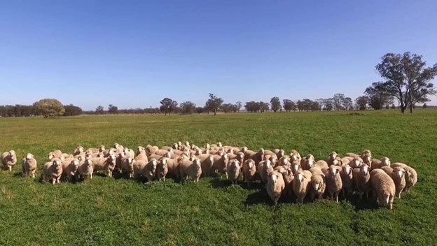 Auctionsplus the box 2020 ram sale Mudford family 6.7.22