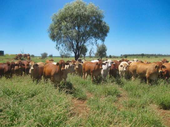 Auctionsplus the box Dalmally Property cow 24.6.22