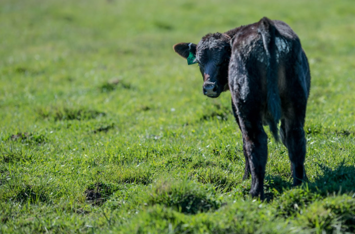 Auctionsplus the box Family at Bald Blair Stud Have Been Breeding Angus Cattle for Over a Century 2 5.9.22