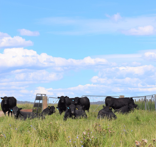 Auctionsplus the box Family at Bald Blair Stud Have Been Breeding Angus Cattle for Over a Century 3 5.9.22