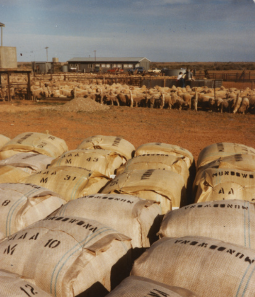 Auctionsplus the box Sheep and wool at Mundowdna Station in 1984. Crediit State Library South Australia 14.6.22