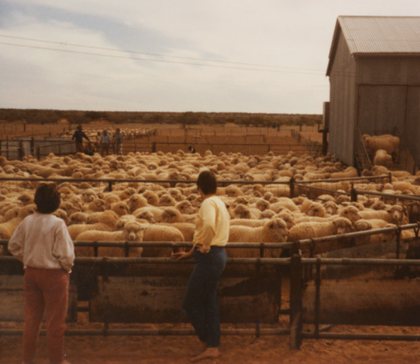 Auctionsplus the box Sheep ready for shearing at Mundowdna Station in 1984. cred State Library South Australia. 14.6.22