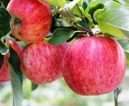 Auctionsplus the box red apple fruit in new england 1.8.22