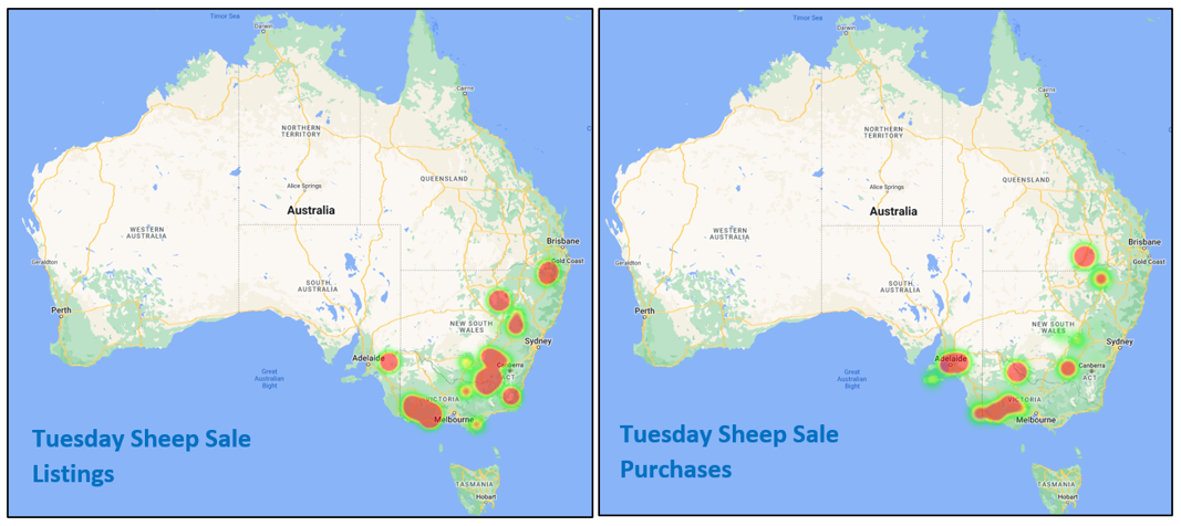 Auctionsplus tuesday sheep sale 15.7.22