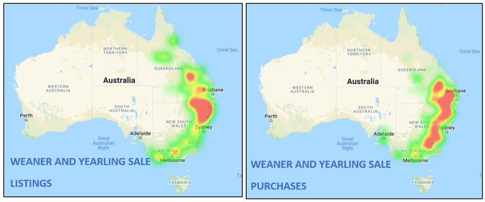 Auctionsplus weaner and yearling sale listings and purchases heat map cattle comments 6.5.22