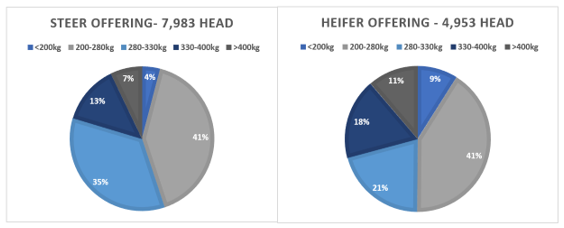 Auctionsplus weekly cattle comments 29.4.22 steer and heifer offering pie chart