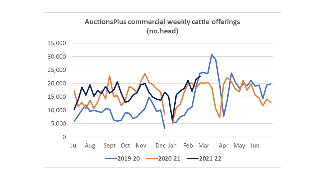 Auctionsplus weekly cattle offering 25.02.2022