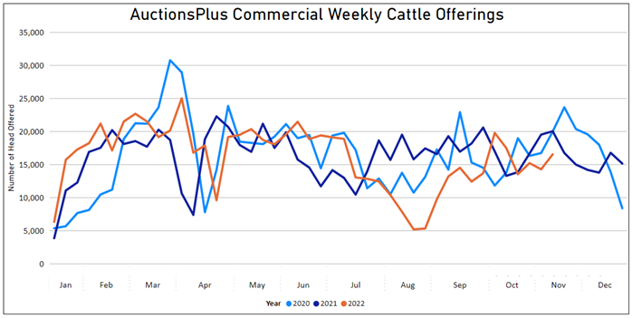 Auctionsplus weekly cattle offerings 4.11.22