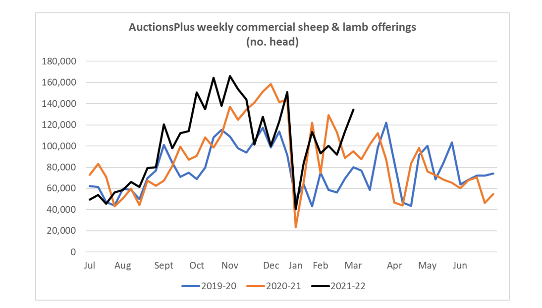 Auctionsplus weekly commercial sheep & lamb offering 25.02.2022