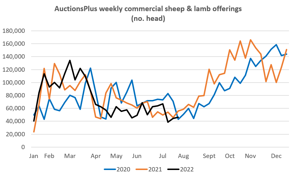 Auctionsplus weekly commercial sheep and lamb offering 29.7.22