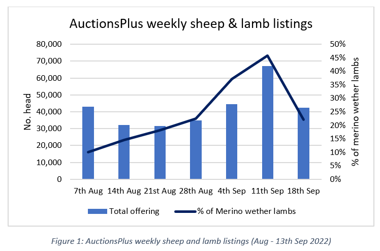 Auctionsplus weekly sheep and lamb listing 14.9.22