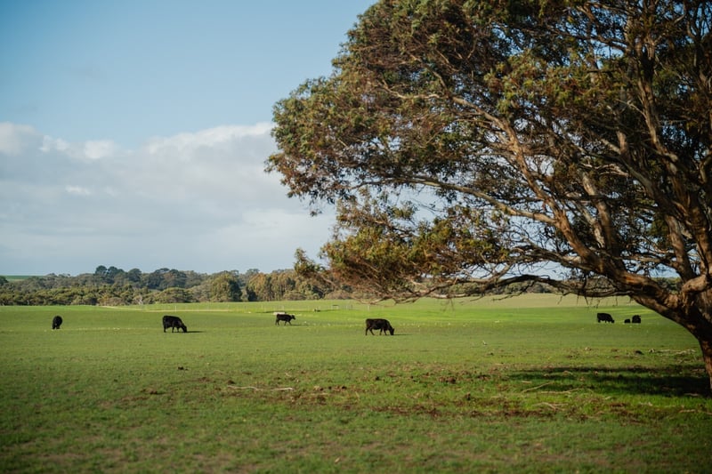 Barn Hill_Colliers 2