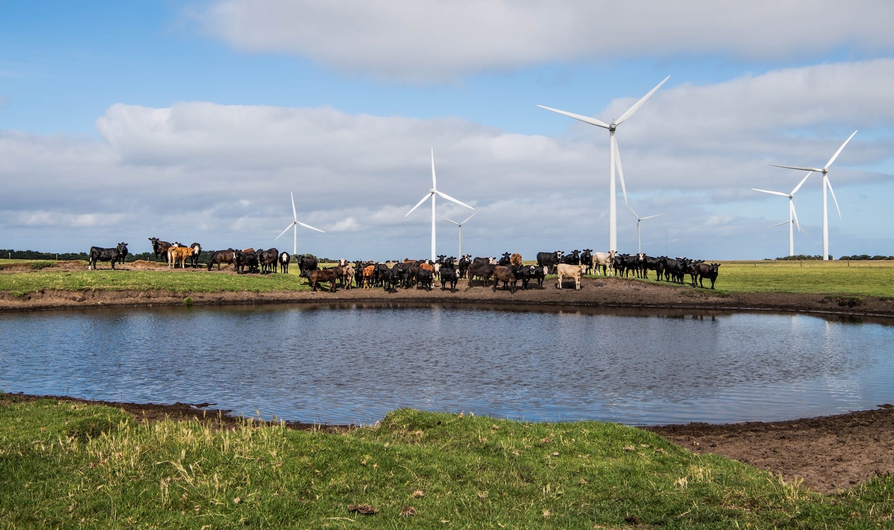 Beef Cattle Dam VIC Victoria Water Wind Turbine