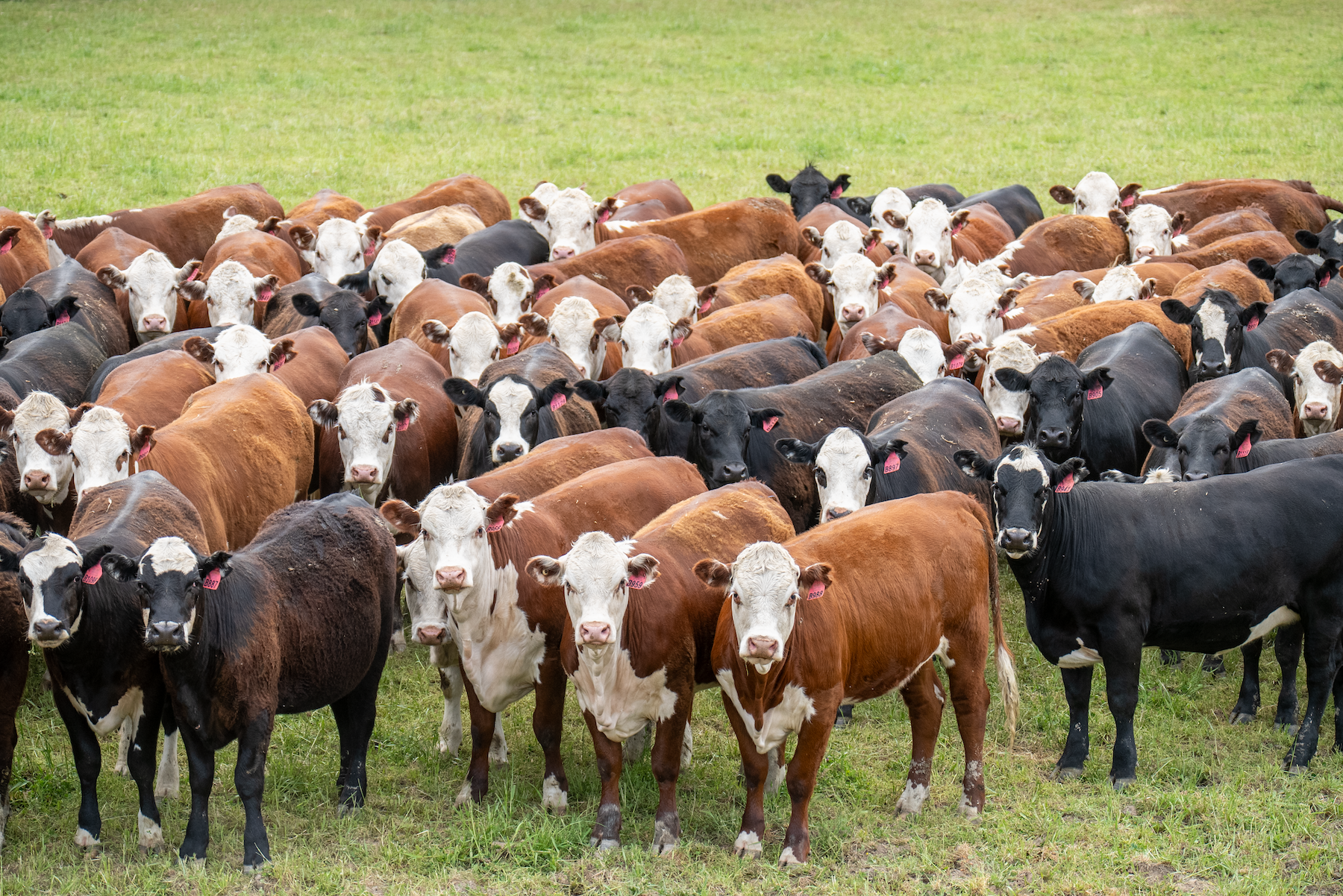 Herefords in Victoria