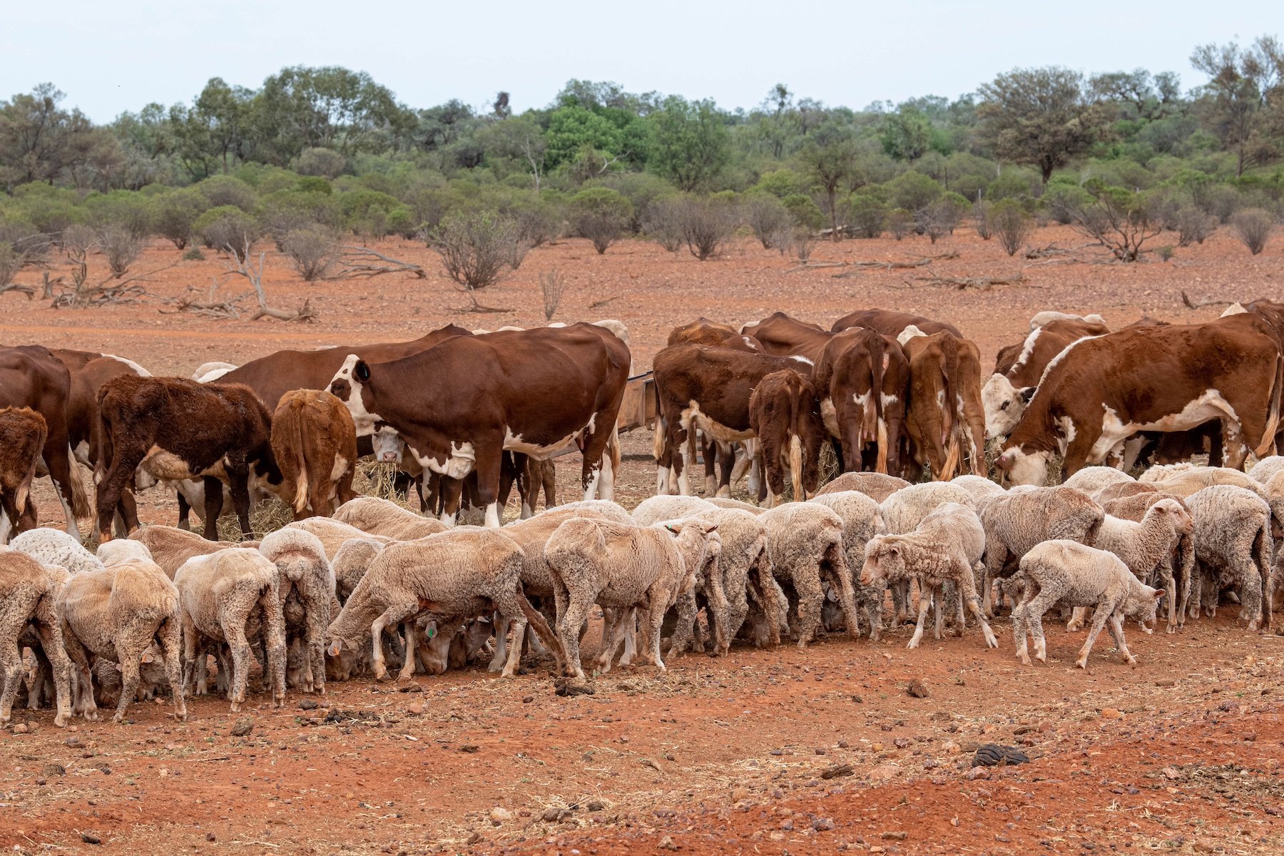 Beef sheep drought feeding_Agrishots