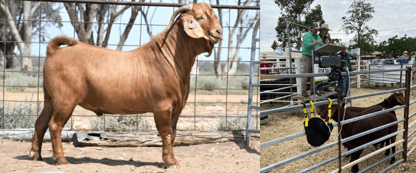 Big Bucks at Cobar Goat Sale (1)