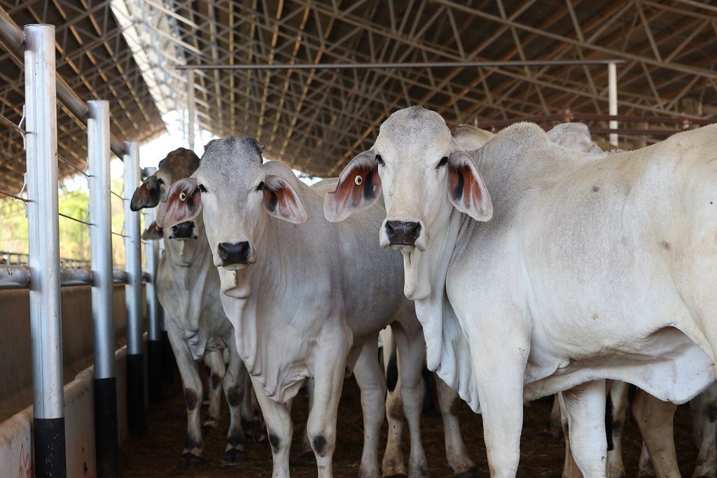 Brahmin cattle for live export