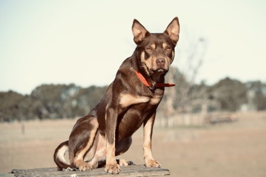 Casterton annual working dog sale smashes records 1