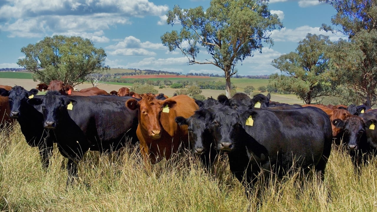 Cattle (generic Canva pic)