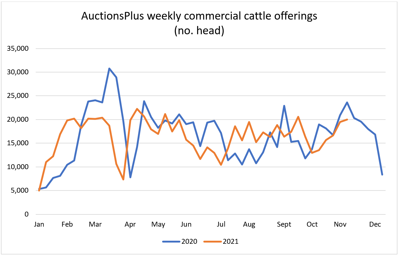 Cattle Comments 5.11.21 - Commercial Offerings