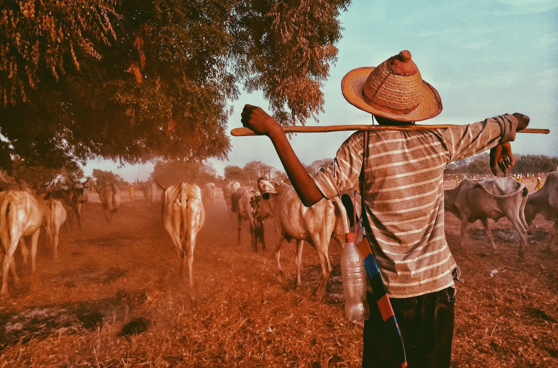 Cattle in developing countries