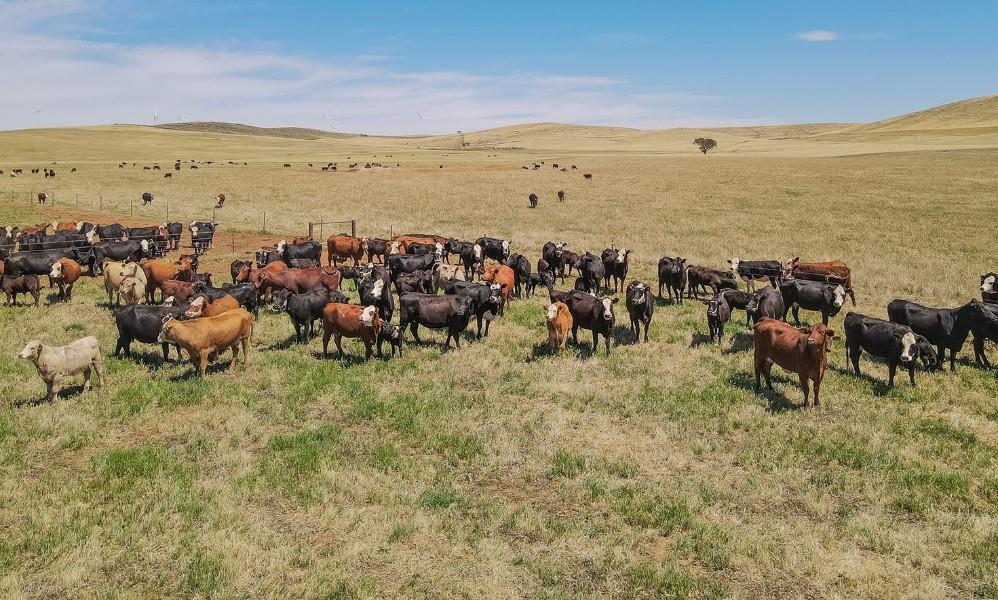 AuctionsPlus