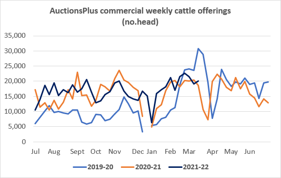 Commercial Cattle offering