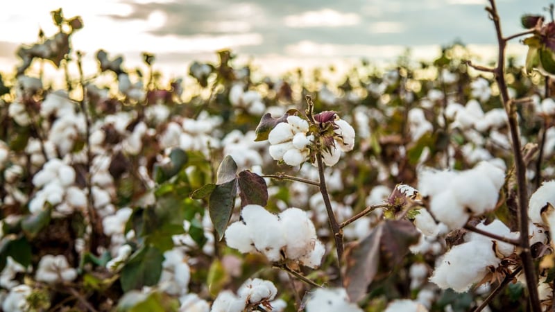 Cotton