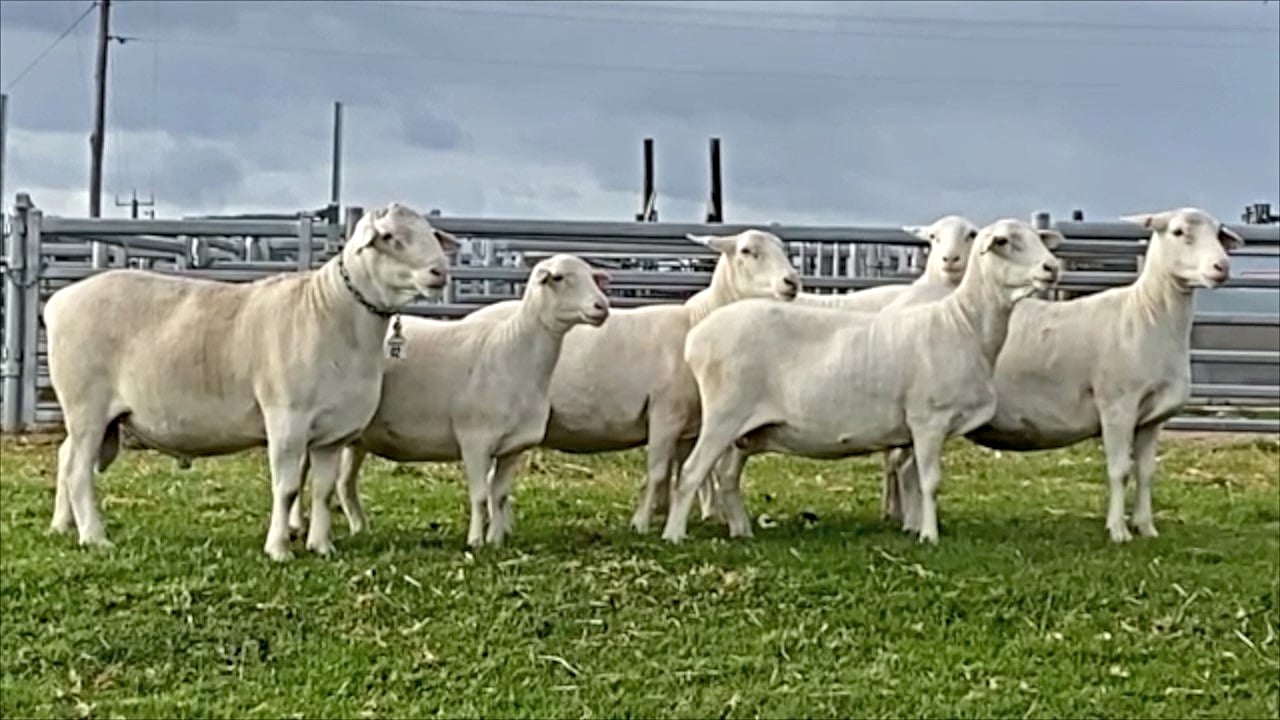 Covetable Garnett SheepMaster parent stud hits the market_1