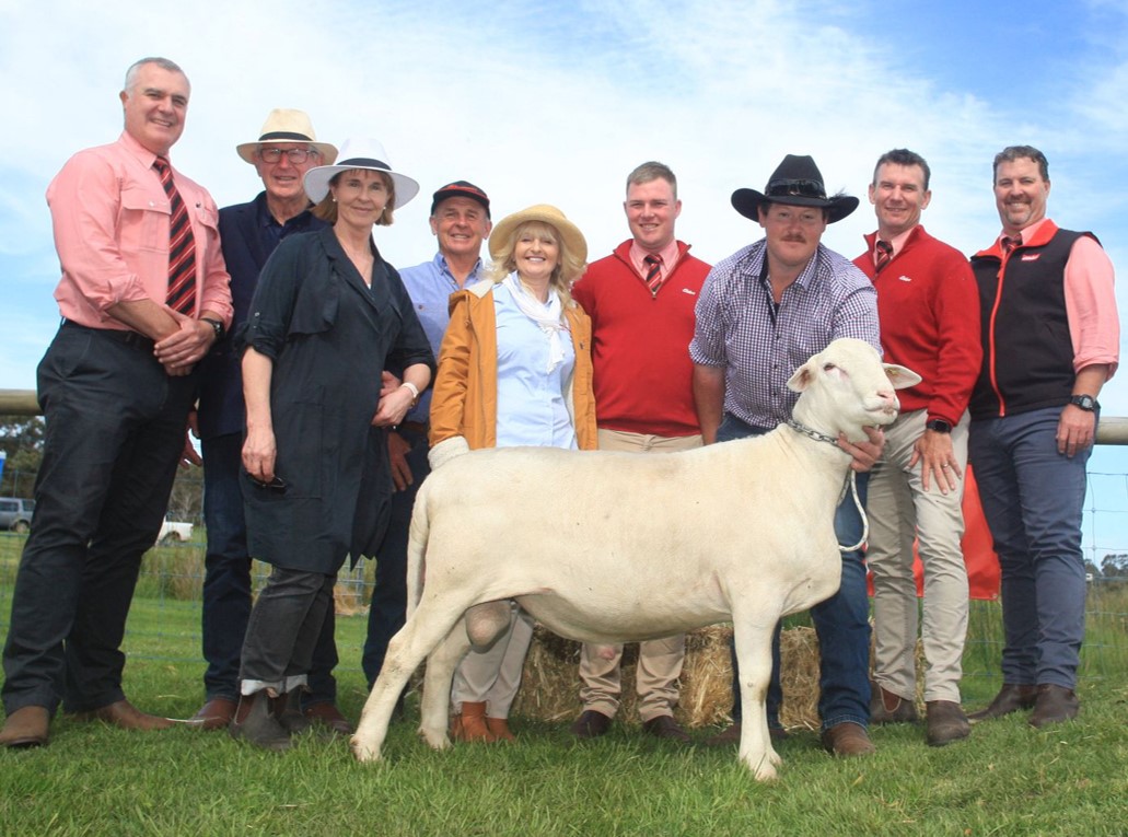 Covetable Garnett SheepMaster parent stud hits the market_2