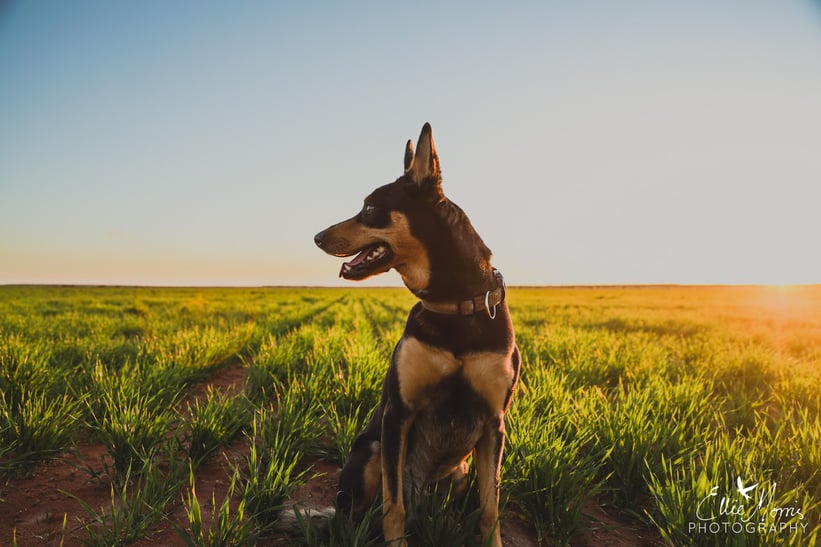 Cream of the crop rural photographers thank a farmer auctionsplus (3)