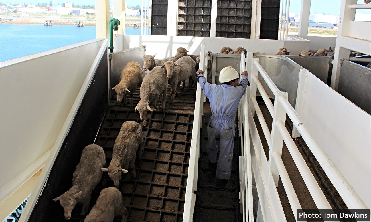 Deadline extended on live sheep export phase out report_1