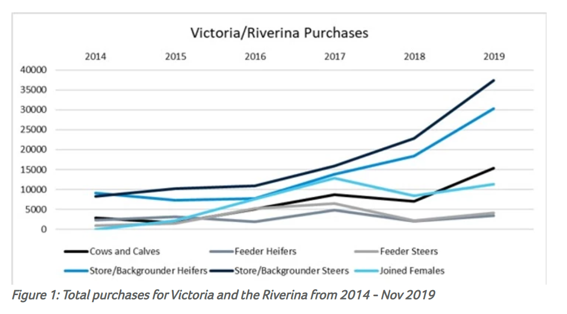 Does the future of Australia’s cattle herd hinge on Victoria and the Riverina 1.