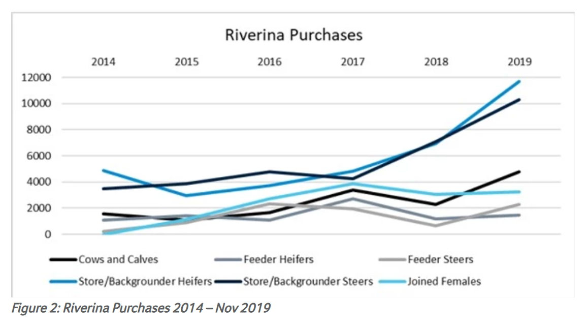 Does the future of Australia’s cattle herd hinge on Victoria and the Riverina 2