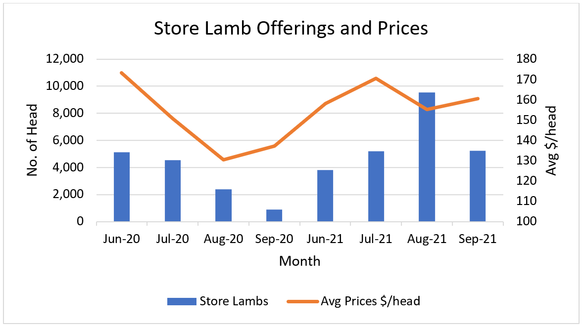 Dorper 4 - Store Lamb Prices