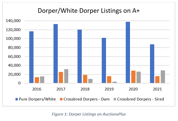 Dorper prices surge on the back of strong restocker demand 1