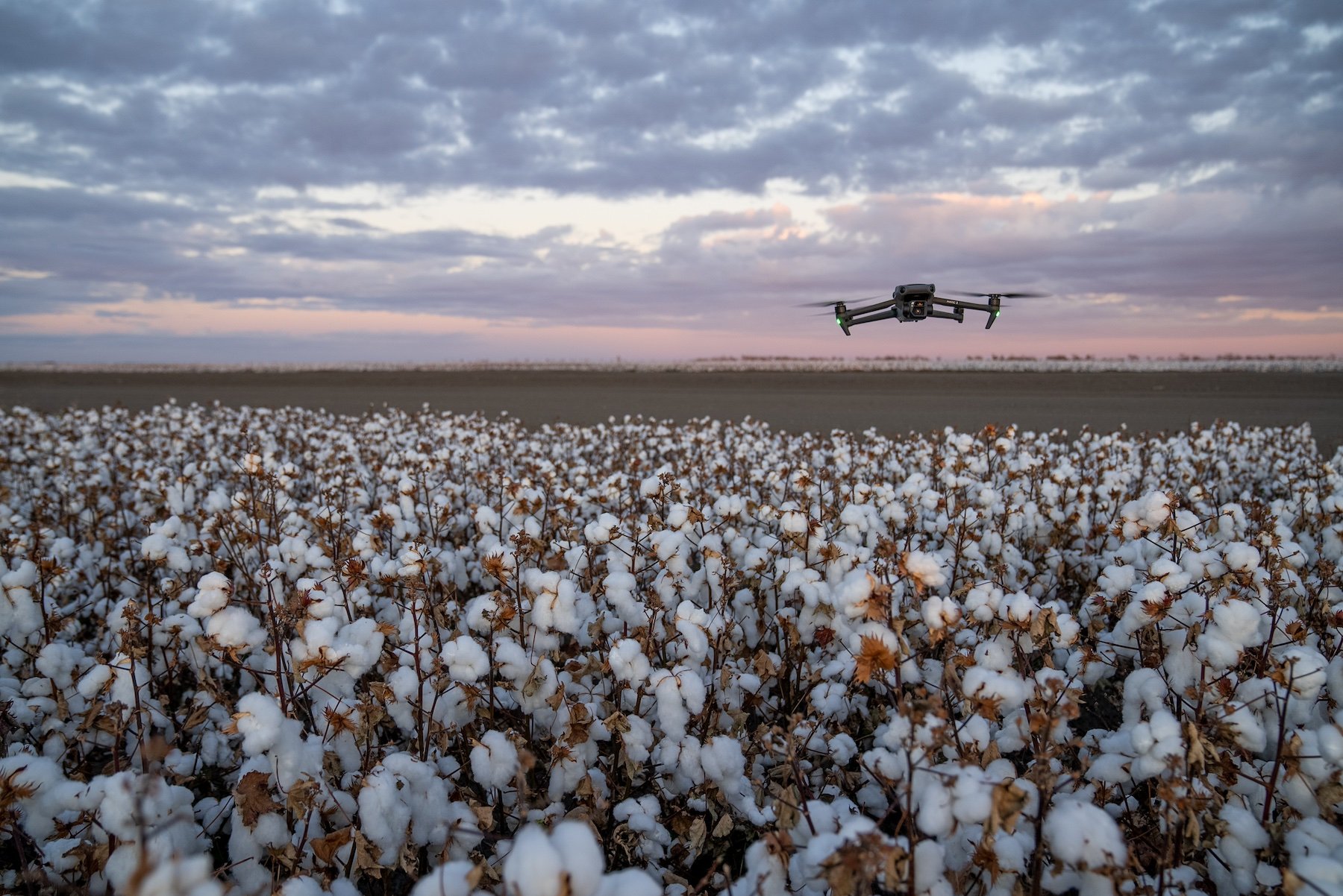 Drones over cotton field_Agrishots