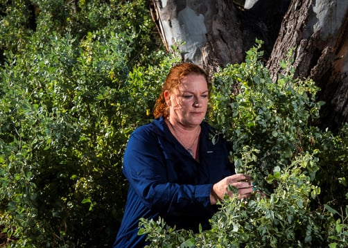 Drought-resilient saltbush variety yielding greater wool and meat production_4