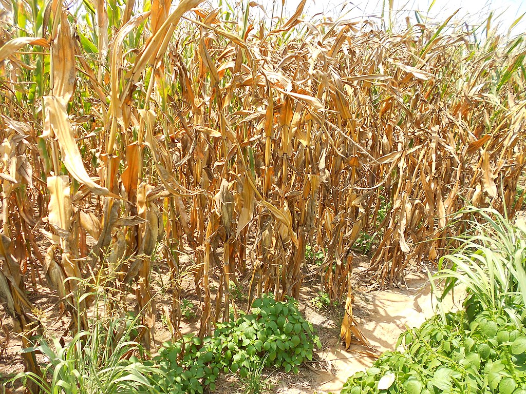 Drought-stressed_corn,_western_Tennessee-Kentucky_border